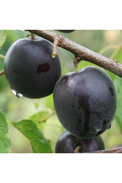 Зрелые фрукты плеск Априсали с глянцевой кожей